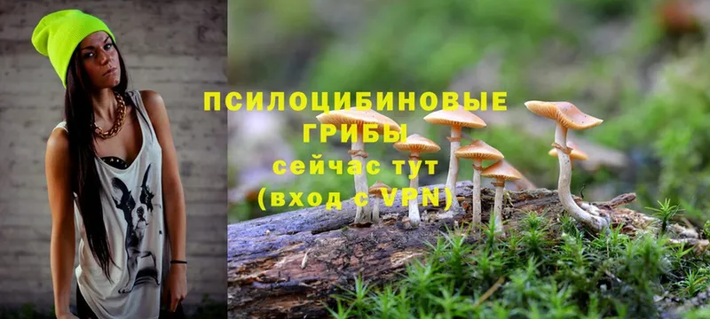 хочу наркоту  Тырныауз  Галлюциногенные грибы Magic Shrooms 